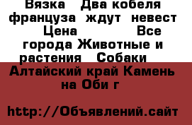  Вязка ! Два кобеля француза ,ждут  невест.. › Цена ­ 11 000 - Все города Животные и растения » Собаки   . Алтайский край,Камень-на-Оби г.